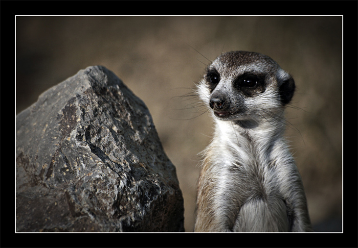 фото "From zoo" метки: природа, дикие животные