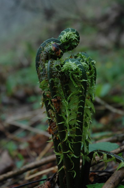 фото "***" метки: природа, цветы