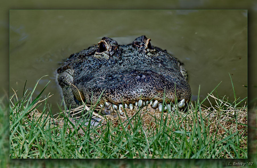 фото "Ну давай дружить, а...?" метки: природа, путешествия, дикие животные