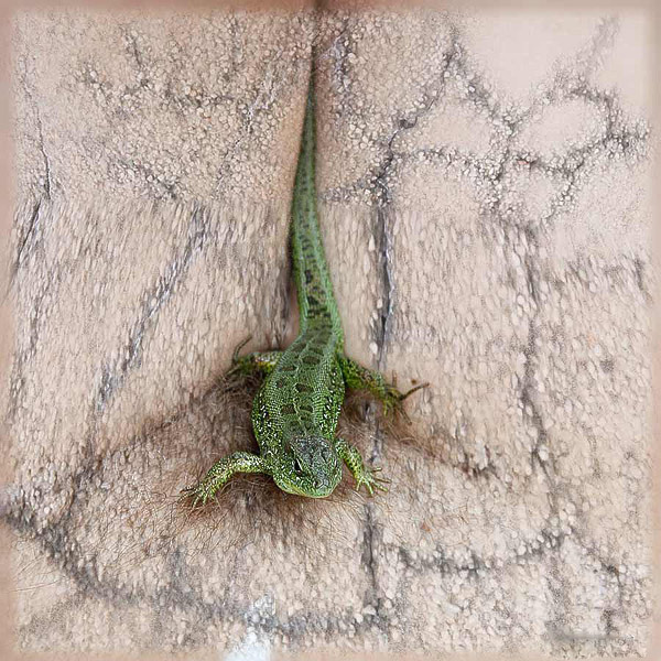 фото "Легенда о дино" метки: природа, репортаж, 