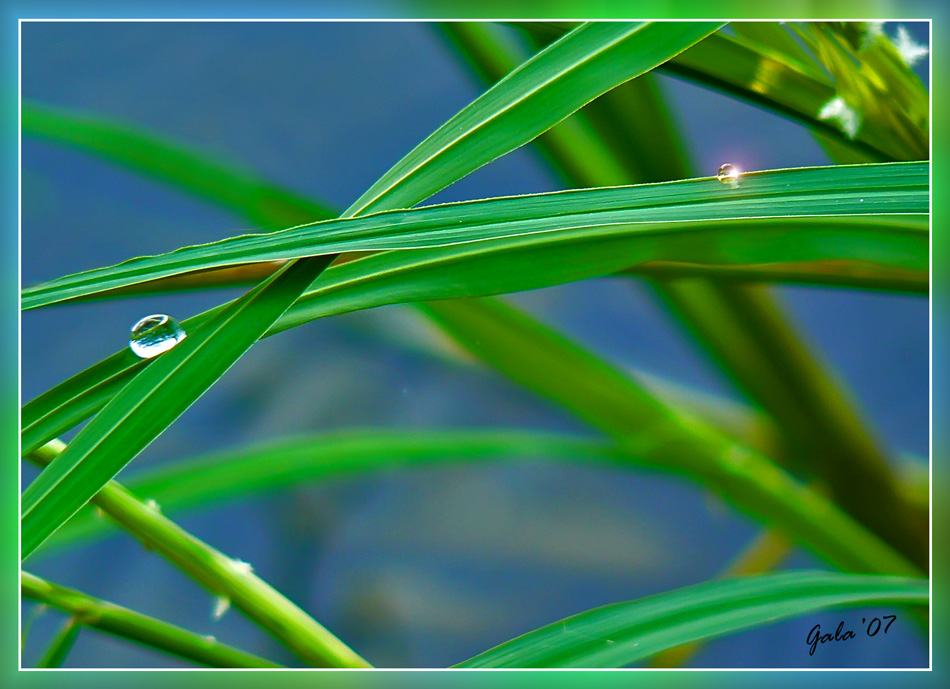photo "The parallel worlds" tags: macro and close-up, nature, 