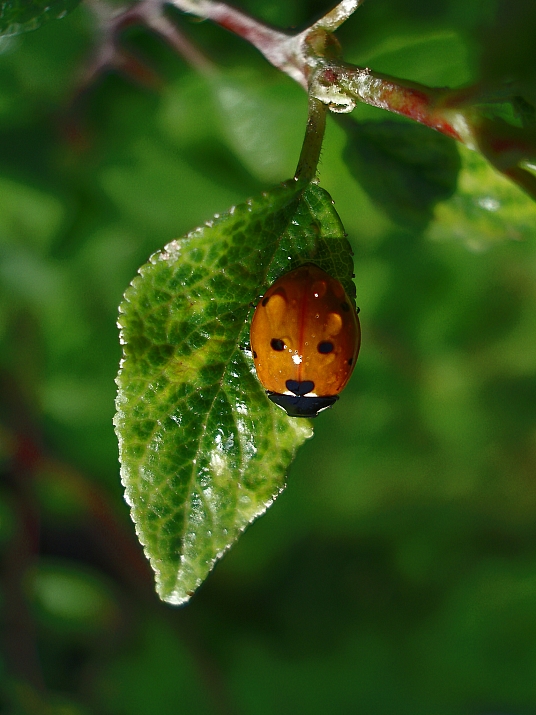 photo "***" tags: nature, macro and close-up, insect