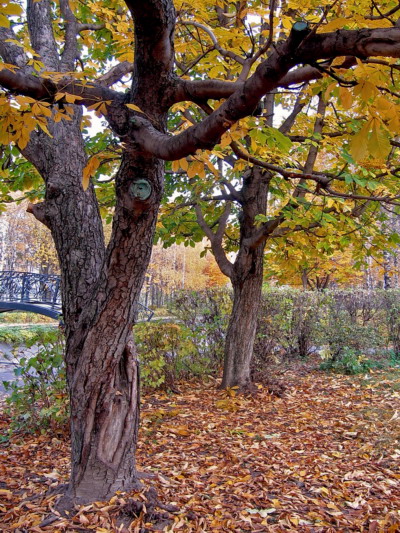 photo "***" tags: landscape, autumn