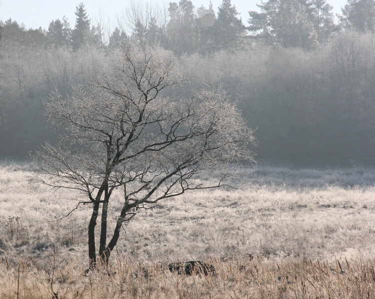 photo "***" tags: landscape, forest