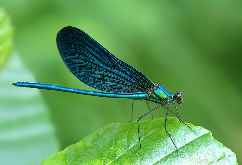 фото "Calopteryx splendens" метки: макро и крупный план, 