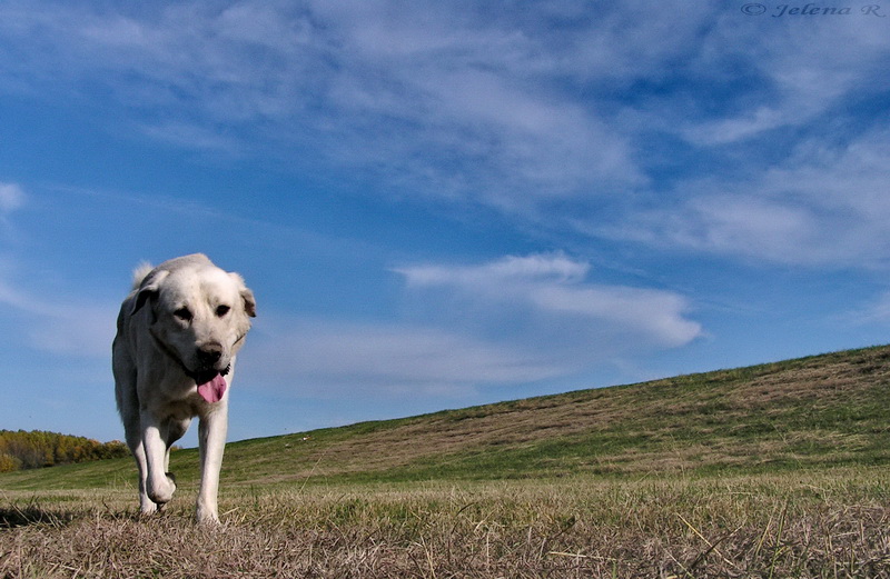 photo "Autumn walk" tags: nature, pets/farm animals