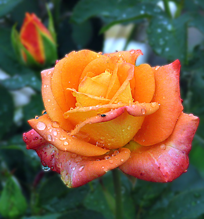 фото "Жизнь" метки: природа, цветы