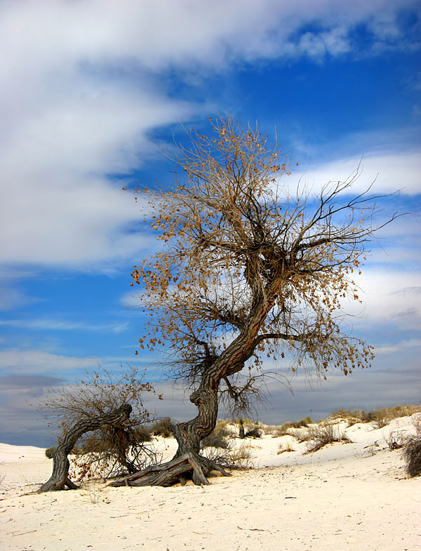 photo "Desert's Son" tags: landscape, travel, 