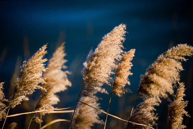 photo "Wind In The Weeds" tags: landscape, summer