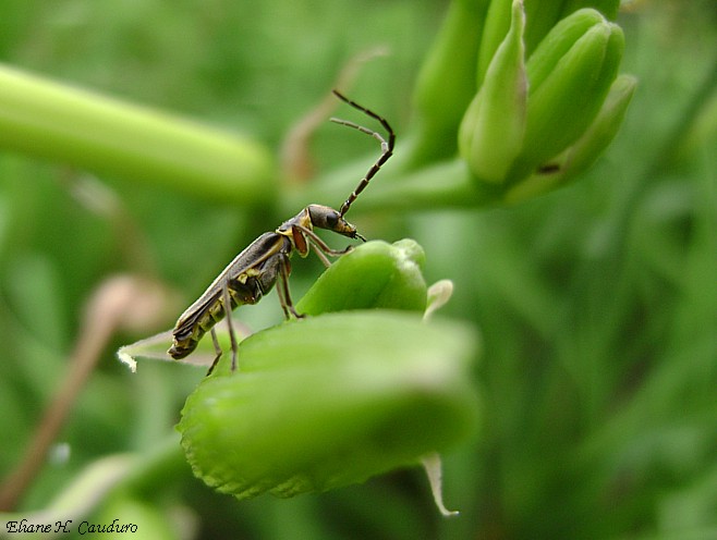 photo "***" tags: nature, insect, pets/farm animals