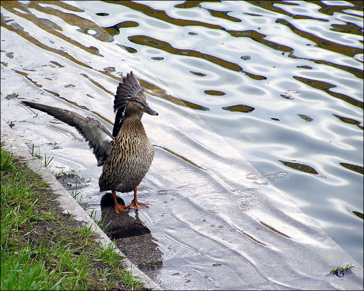 photo "The leader" tags: nature, humor, wild animals