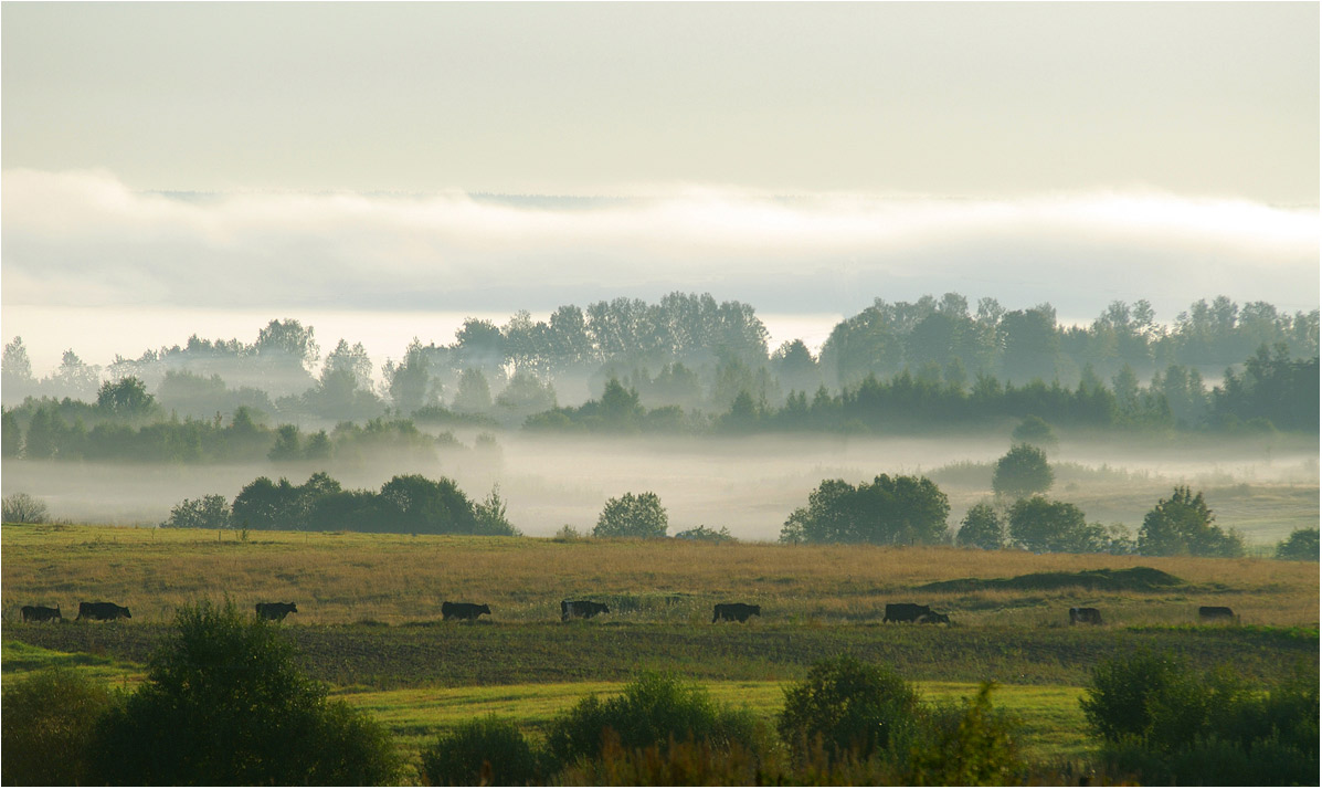 photo "***" tags: landscape, nature, pets/farm animals, summer