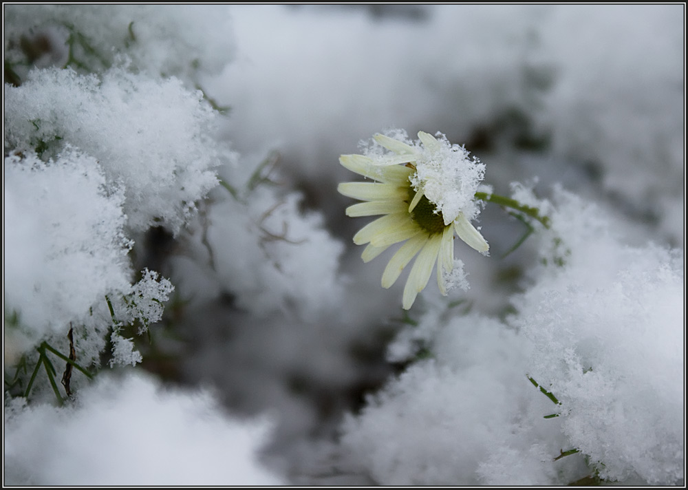 photo "Once more - Life" tags: misc., landscape, winter