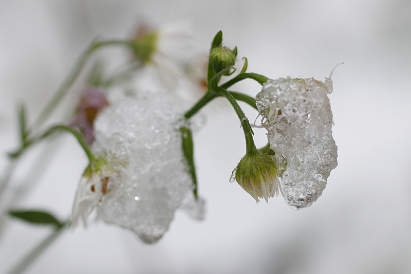 photo "After the first snow" tags: macro and close-up, nature, flowers
