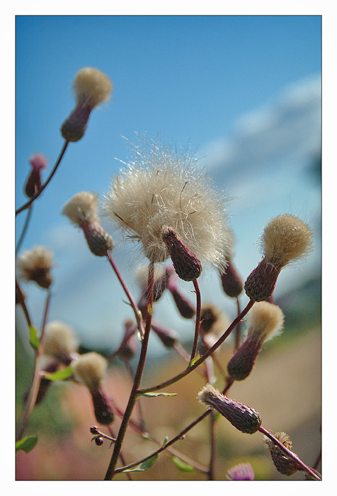 photo "***" tags: nature, flowers