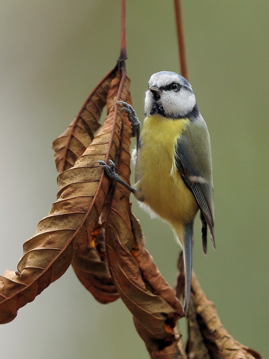 photo "Parus caeruleus" tags: nature, wild animals