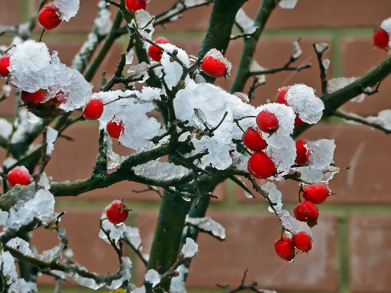 фото "Первый снег" метки: природа, цветы