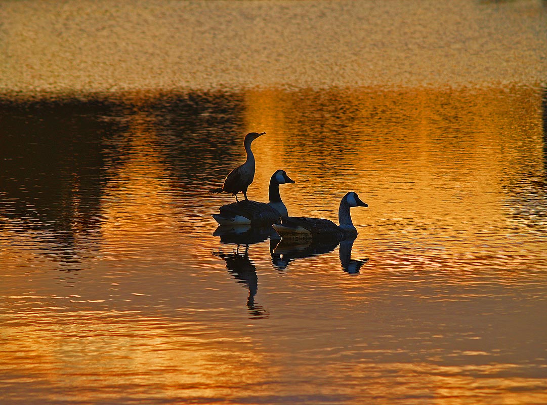 photo "The Duck Lake ballet. Part 2." tags: travel, North America