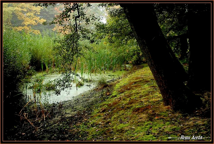 photo "frog pond" tags: landscape, still life, autumn