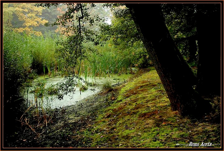 фото "frog pond" метки: пейзаж, натюрморт, осень