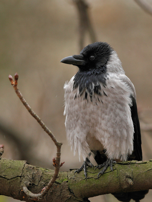photo "Corvus corone cornix" tags: nature, wild animals