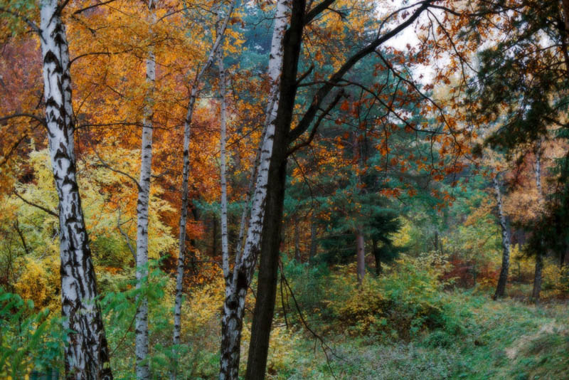 photo "A palette of autumn" tags: landscape, autumn