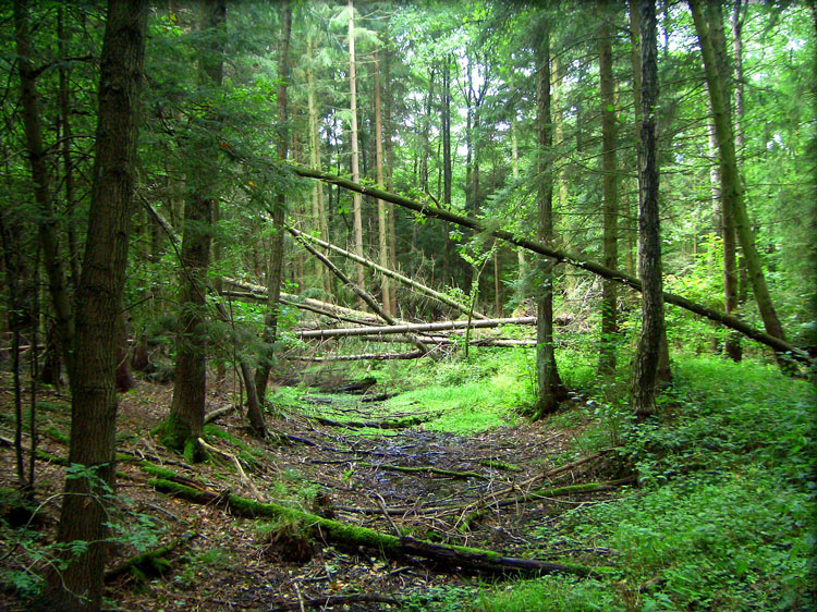 photo "Morning in wood" tags: landscape, forest, summer