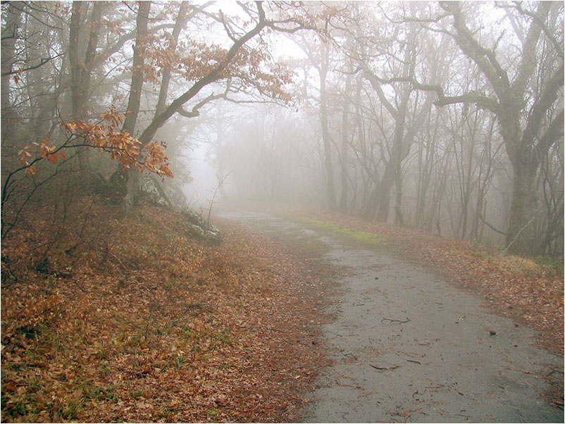 photo "***" tags: landscape, forest, spring