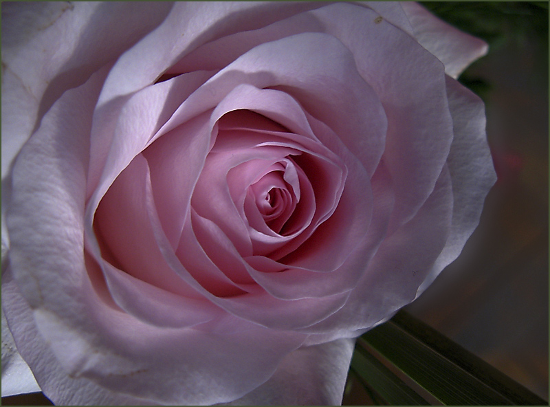 photo "Another Rose" tags: nature, flowers