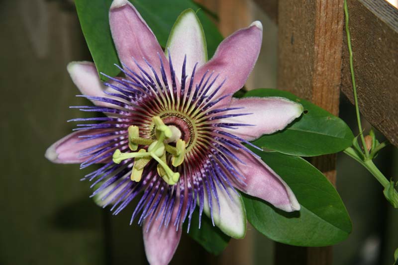 photo "Passion fruit flower" tags: nature, flowers