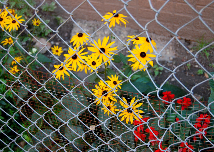 photo "Confinement" tags: city, nature, flowers