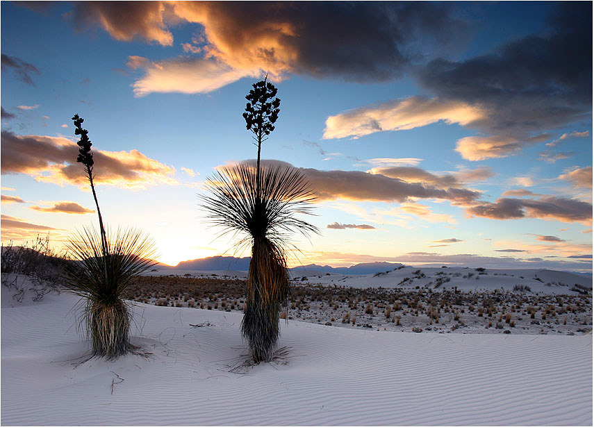 photo "Sunset with two yukkas in White Sands" tags: landscape, travel, sunset