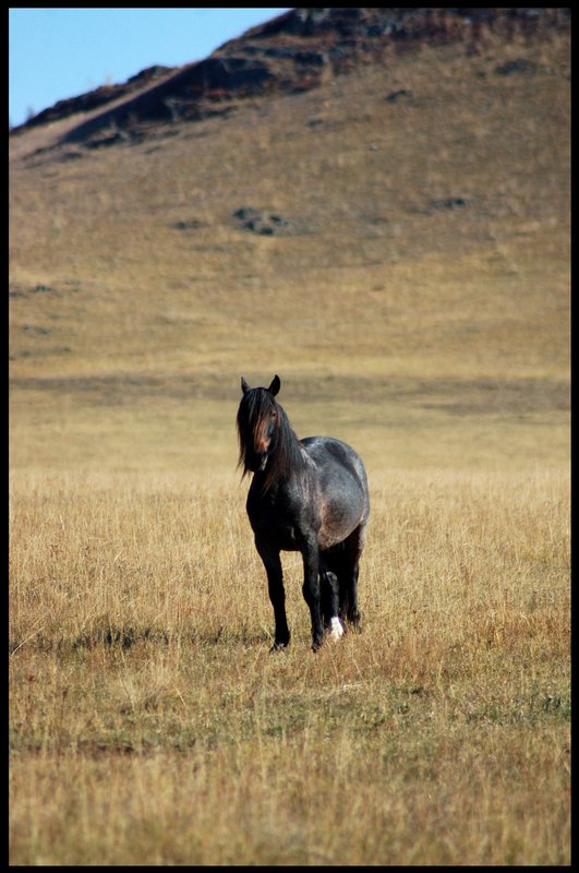 photo "***" tags: nature, landscape, mountains, pets/farm animals