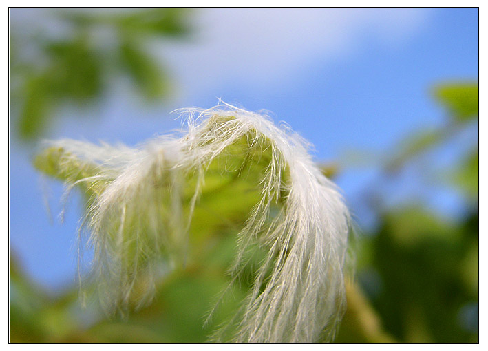 photo "пушинка" tags: nature, macro and close-up, flowers