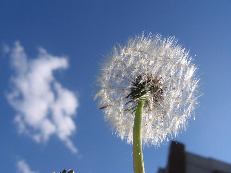 фото "Кто воздушнее ?:))" метки: природа, цветы