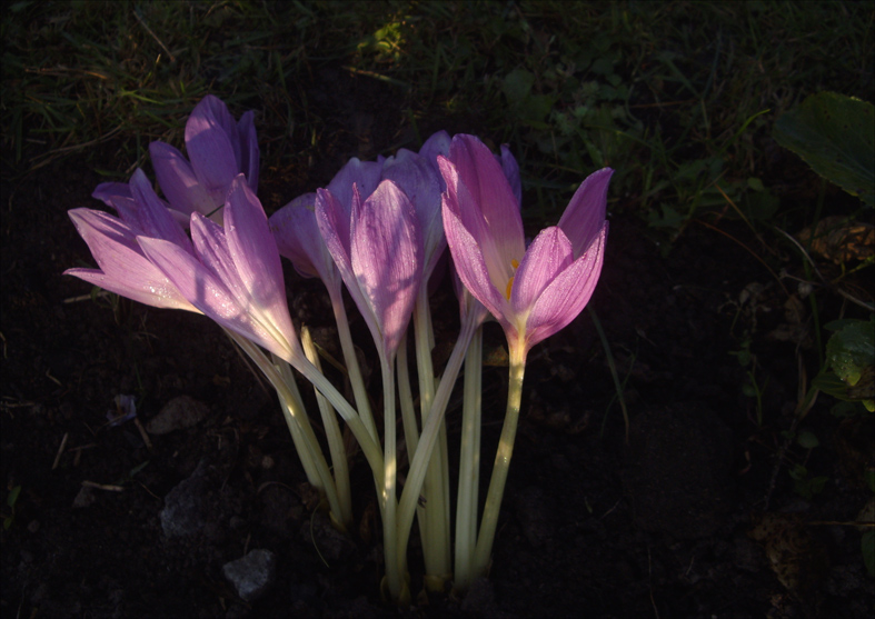 photo "***" tags: nature, flowers