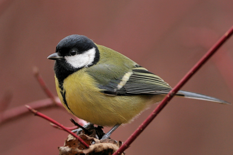 photo "Parus major (2)" tags: nature, wild animals