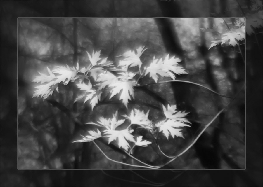 photo "***" tags: nature, flowers