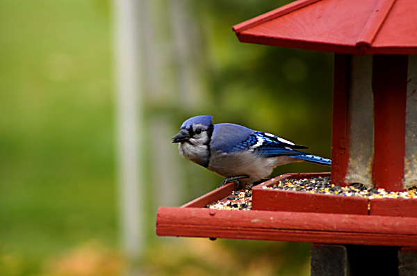 photo "***" tags: nature, macro and close-up, wild animals