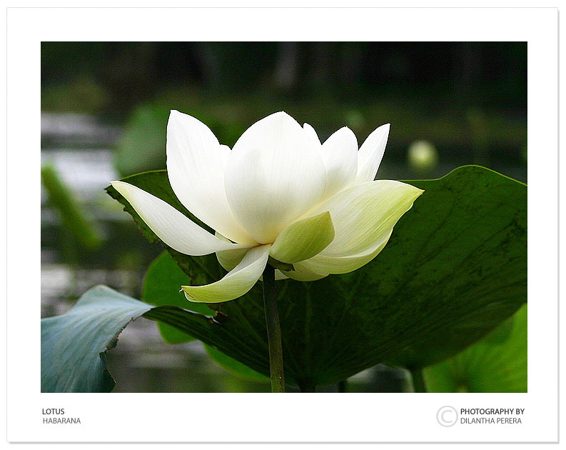 photo "Lotus" tags: nature, travel, Asia, flowers