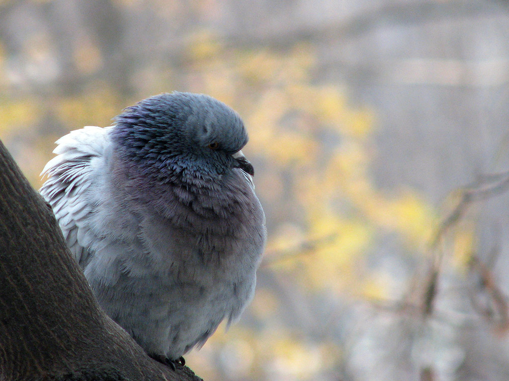 фото "***" метки: природа, дикие животные