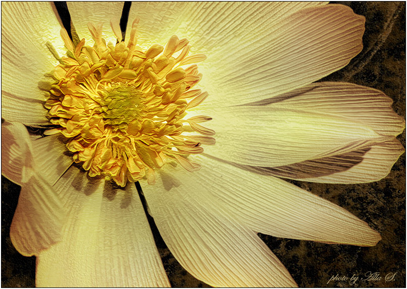 photo "***" tags: nature, macro and close-up, flowers