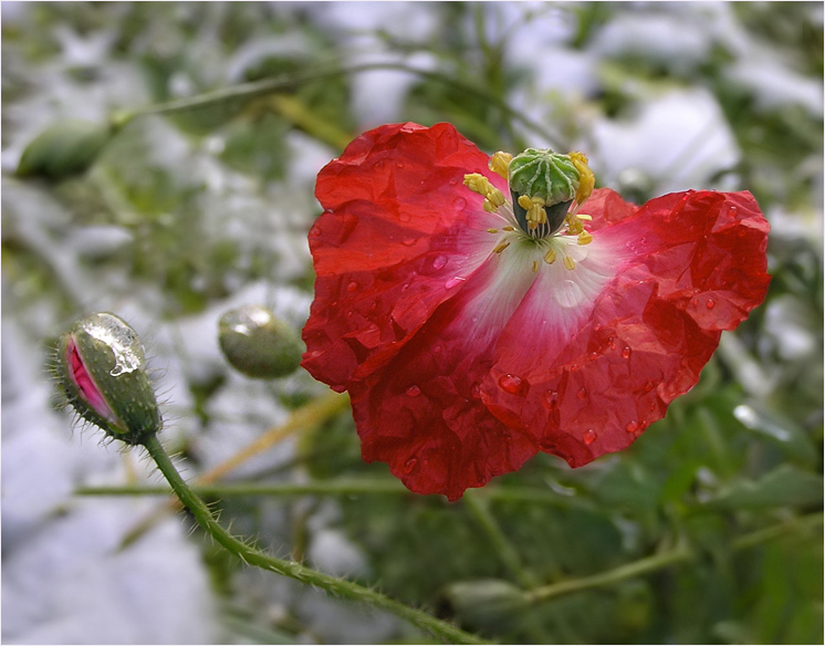 photo "Last poppy" tags: nature, flowers