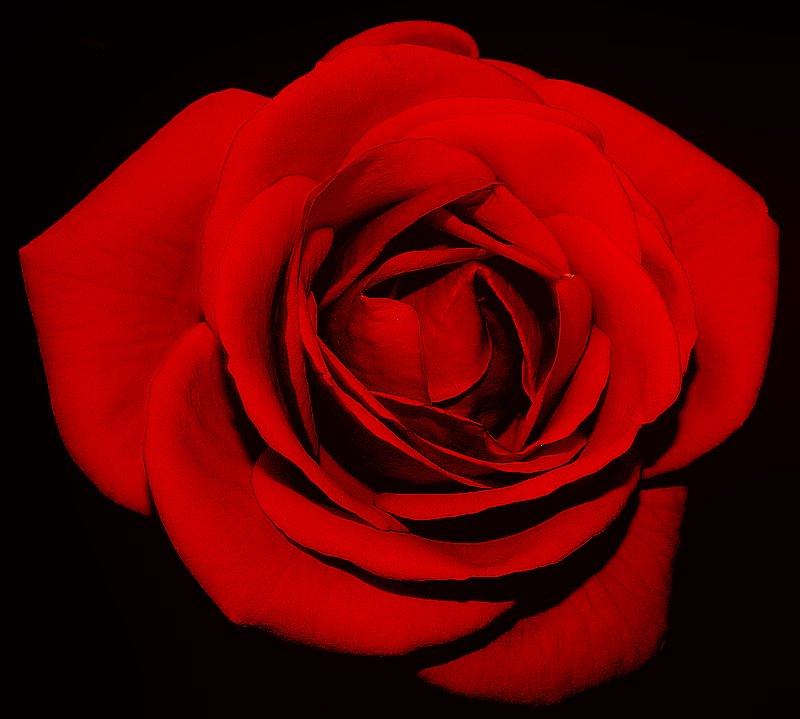 photo "A Red Rose for Sil..." tags: , 