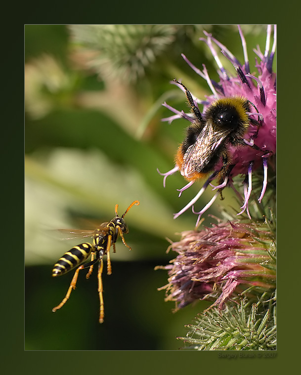 photo "Tormenting expectation" tags: nature, macro and close-up, insect