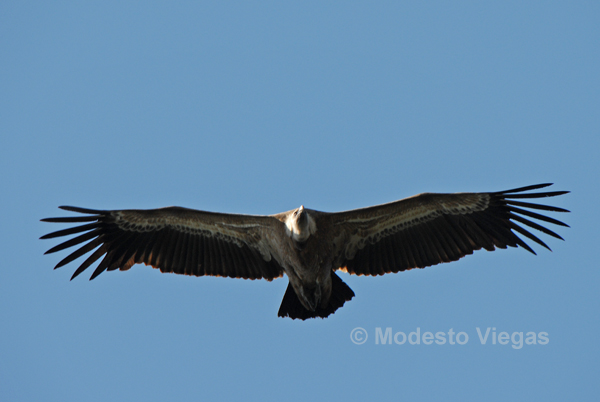 фото "Grifo (Gyps fulvus)" метки: природа, дикие животные