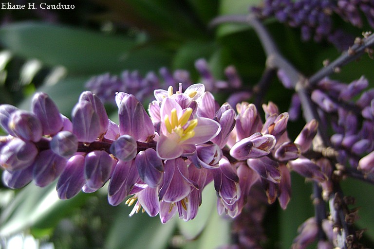 photo "***" tags: nature, flowers