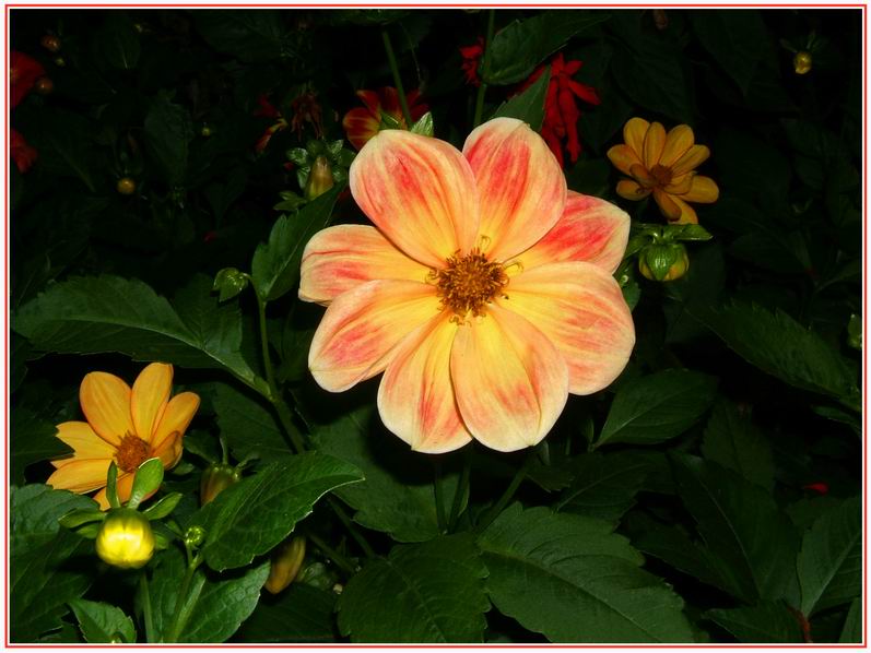 photo "***" tags: nature, macro and close-up, flowers