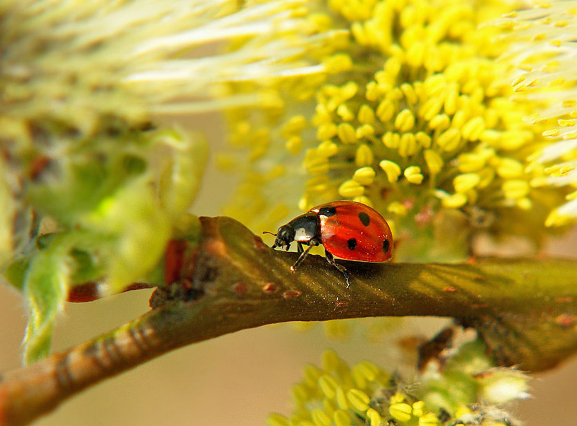 photo "***" tags: nature, flowers, insect