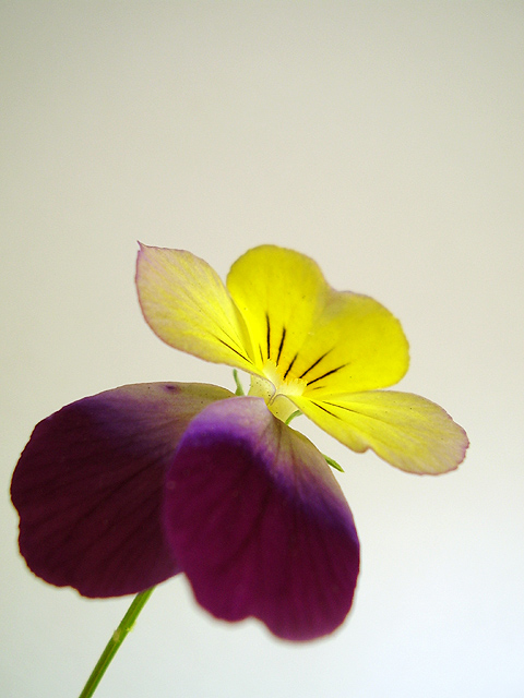 photo "*" tags: nature, still life, flowers